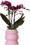 Kolibri Orchids | paarse Phalaenopsis orchidee – Morelia in Tower sierpot roze – potmaat Ø9cm – 40cm hoog | bloeiende kamerplant in bloempot - vers van de kweker