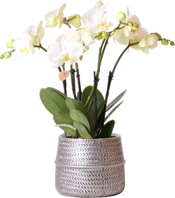 Kolibri Orchids | Witte phalaenopsis Ghent orchidee in Groove sierpot zilver - potmaat Ø12cm | bloeiende kamerplant in bloempot - vers van de kweker