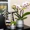 Kolibri Orchids | Witte phalaenopsis Ghent orchidee in Groove sierpot zilver - potmaat Ø12cm | bloeiende kamerplant in bloempot - vers van de kweker