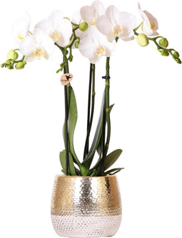 Kolibri Orchids | witte Phalaenopsis orchidee – Amabilis + Elite pot gold – potmaat Ø9cm – 40cm hoog | bloeiende kamerplant in bloempot - vers van de kweker -