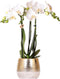 Kolibri Orchids | witte Phalaenopsis orchidee – Amabilis + Elite pot gold – potmaat Ø9cm – 40cm hoog | bloeiende kamerplant in bloempot - vers van de kweker -