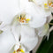 Kolibri Orchids | witte Phalaenopsis orchidee - Jewel Greenland - potmaat Ø9cm - 30cm hoog | bloeiende kamerplant - vers van de kweker
