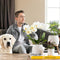 Kolibri Orchids | witte Phalaenopsis orchidee - Jewel Greenland - potmaat Ø9cm - 30cm hoog | bloeiende kamerplant - vers van de kweker