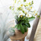 Kolibri Orchids | Witte phalaenopsis orchidee - Lausanne - potmaat Ø9cm | bloeiende kamerplant - vers van de kweker