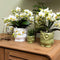 Kolibri Orchids | Witte phalaenopsis orchidee - Lausanne - potmaat Ø9cm | bloeiende kamerplant - vers van de kweker