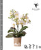 Kolibri Orchids | Witte phalaenopsis orchidee - Lausanne - potmaat Ø9cm | bloeiende kamerplant - vers van de kweker