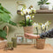 Kolibri Orchids | Witte phalaenopsis orchidee - Lausanne - potmaat Ø9cm | bloeiende kamerplant - vers van de kweker