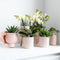 Kolibri Orchids | Witte phalaenopsis orchidee - Lausanne - potmaat Ø9cm | bloeiende kamerplant - vers van de kweker