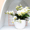 Kolibri Orchids | Witte phalaenopsis orchidee - Lausanne - potmaat Ø9cm | bloeiende kamerplant - vers van de kweker