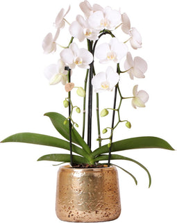 Kolibri Orchids | Witte Phalaenopsis orchidee Niagara Fall in gouden Luxury sierpot - Ø12cm | bloeiende kamerplant in bloempot - vers van de kweker