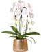 Kolibri Orchids | Witte Phalaenopsis orchidee Niagara Fall in gouden Luxury sierpot - Ø12cm | bloeiende kamerplant in bloempot - vers van de kweker