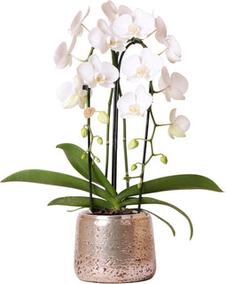 Kolibri Orchids | Witte Phalaenopsis orchidee Niagara Fall Pure Silk in zilverkleurige Luxury sierpot - Ø12cm
