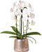 Kolibri Orchids | Witte Phalaenopsis orchidee Niagara Fall Pure Silk in zilverkleurige Luxury sierpot - Ø12cm