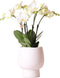 Kolibri Orchids | Witte Phalaenopsis orchidee potmaat - Jewel Ghent + Scandic witte sierpot - potmaat Ø12cm | bloeiende kamerplant - vers van de kweker