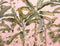 Komar - Fotobehang - Plantation - 350x270 - cm