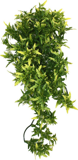 Komodo Croton Plant - 40 cm