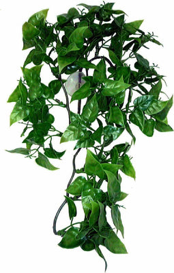 Komodo Philodendron Plant - 30 cm