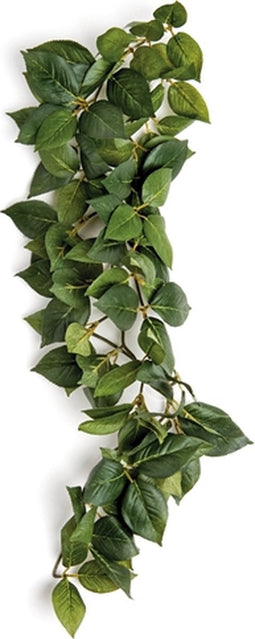 Komodo Sumatra Hanging Vine - 40 cm