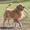 Kong Air Fetch Stick Geel