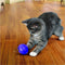 Kong Cat Treat Ball Paars - Balletje - 166mm x 102mm x 54mm - Paars