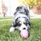 KONG Puppy Speelgoed - Rubber - 8.64 cm - Willekeurige Kleur - M