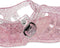 Konges Sløjd Nea Zomersandalen/Kindersandaal - Glitter Rose - Maat 25