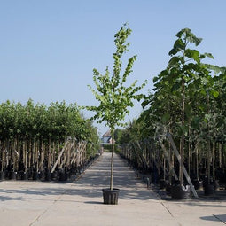 Koningslinde ‘Tilia europea 'Pallida' 200 - 300 cm totaalhoogte (6 - 10 cm stamomtrek)