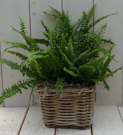 Koningsvaren mandje 30 cm