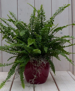 Koningsvaren rode pot 30 cm