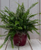 Koningsvaren rode pot 30 cm