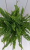 Koningsvaren rode pot 30 cm