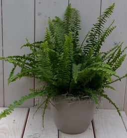 Koningsvaren taupe pot 30 cm