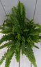 Koningsvaren taupe pot 30 cm