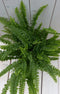 Koningsvaren witte pot 30 cm