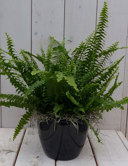 Koningsvaren zwarte/antraciete pot 30 cm