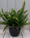 Koningsvaren zwarte/antraciete pot 30 cm