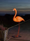 Konstsmide 6273 - Lichtdecoratie - Flamingo 110cm 96L LED verlicht - 24V buitentrafo- zeer energiezuinig - voor binnen en buiten - oranje