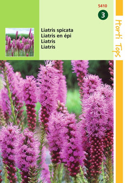 2 stuks - Hortitops - Liatris Spicata