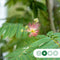 Perzische slaapboom - ‘Albizia julibrissin’ 180 - 200 cm stamhoogte (8 - 10 cm stamomtrek)