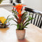 Kamerplant - Guzmania Fiero Orange single