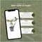 Plants by Frank - 1 lopende meter haag van rode mispel - Photinia fraseri 'Red Robin' | Plantenset met 6 winterharde haagplanten - groenblijvende haag - rechtstreeks van de kwekerij