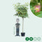 Perzische Slaapboom Albizia julibrissin 375 cm
