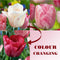 Plant in a Box - Tulipa Hemisphere - Bloembollen x30 - Tulp - Roze / Wit / Rood - Hollandse Tulpen