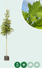 Zuil esdoorn | Acer platanoides 'Columnare' 6-10 cm | Bomenbezorgd.nl