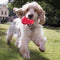 KONG Classic - Snackbal Hondenspeelgoed - Kauwinstinct - Rood - Maat L