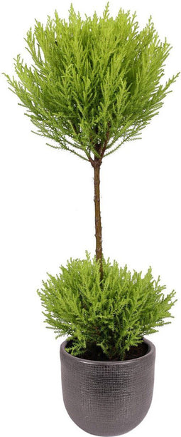Cupressus Goldcrest Wilma (twee bollen) in sierpot Mira (zwart) ↨ 60cm - hoge kwaliteit planten