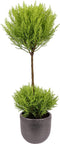 Cupressus Goldcrest Wilma (twee bollen) in sierpot Mira (zwart) ↨ 60cm - hoge kwaliteit planten
