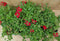 Verbena 10 potjes per tray kleur mix