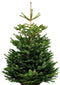 Furnilux Nordmann Fraseri - Kerstboom - Diepgroen en naaldvast - 150-175 cm