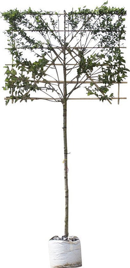 Krentenboom leiboom 150 cm Amelanchier lamarckii 270 cm